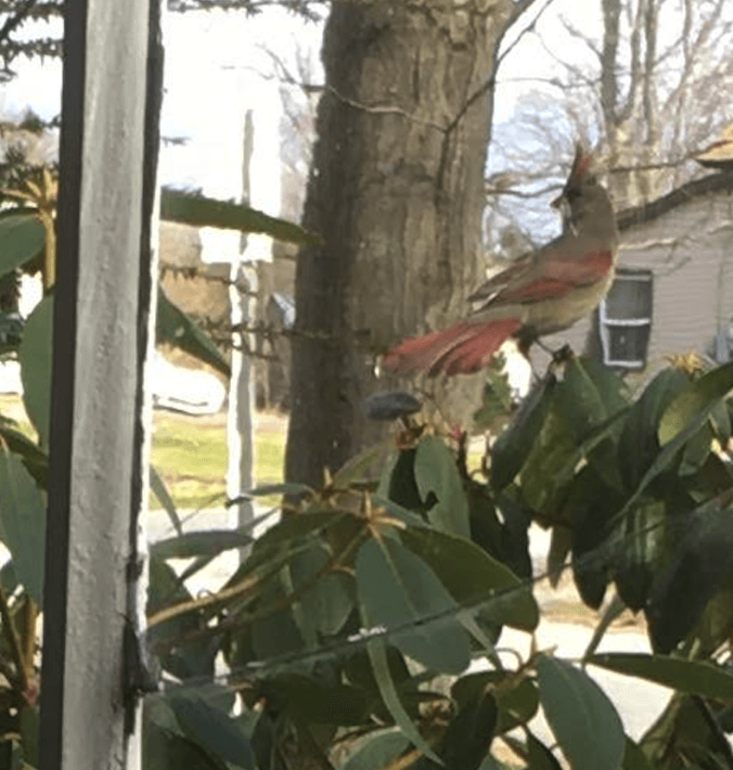 Cardinals by our Sunporch