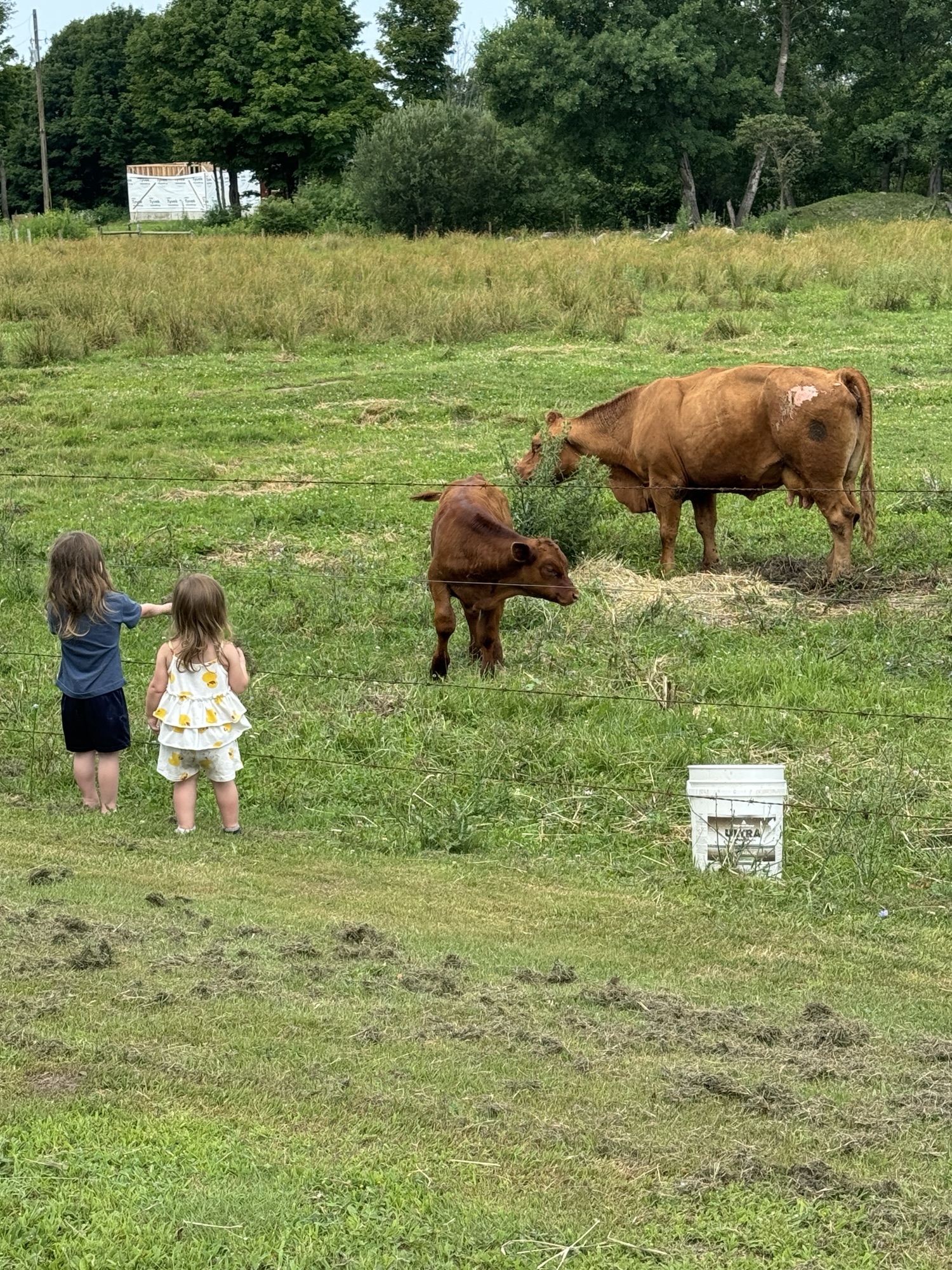 Babies Greeting Babies